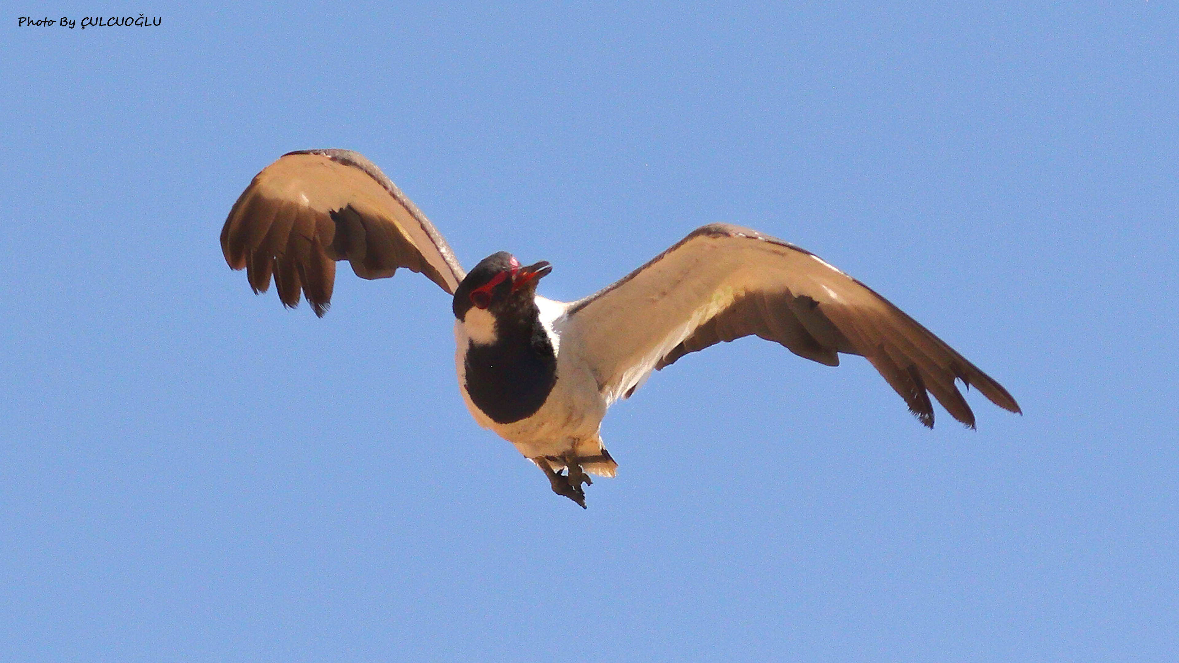 Red-wattled Lapwing
